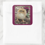 Sticker Carré Chick-A-Dee-Light I de Pâques (Sac)