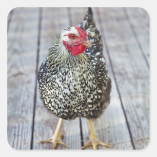 Sticker Carré Chicken on deck, Silver Laced Wyandotte
