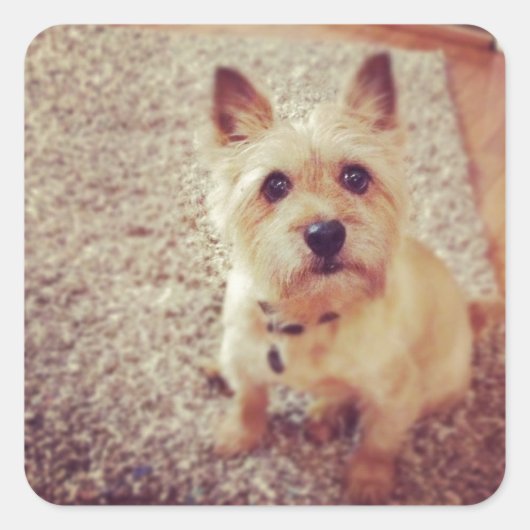 Sticker Carré Chien (Devant)