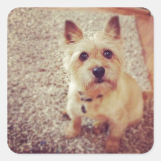 Sticker Carré Chien