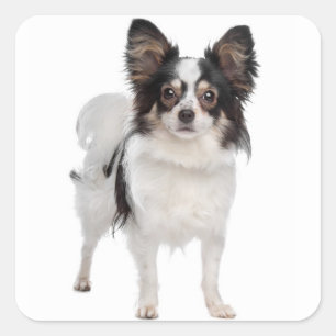 Sticker Carré Chien à chiots de Papillon - chiots amoureux