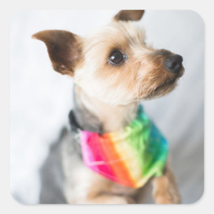 Sticker Carré Chien arc-en-ciel gay pride Yorkshire Terrier