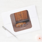 Sticker Carré Chien au repos (Enveloppe)