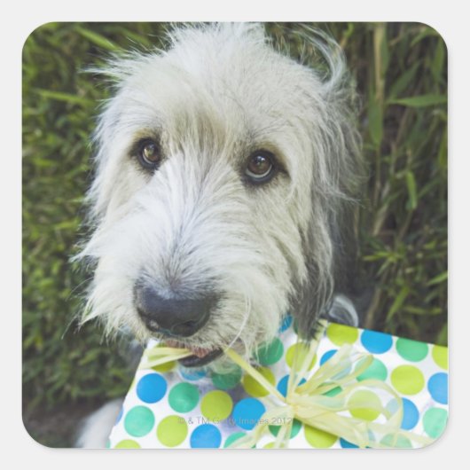 Sticker Carré Chien avec cadeau dans la bouche (Devant)