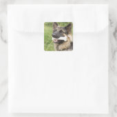 Sticker Carré Chien avec os (Sac)