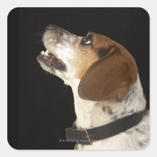 Sticker Carré Chien beagle avec profil col noir