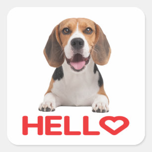 Sticker Carré Chien Beagle Mignon Amour Cœur Rouge Bonjour Amiti