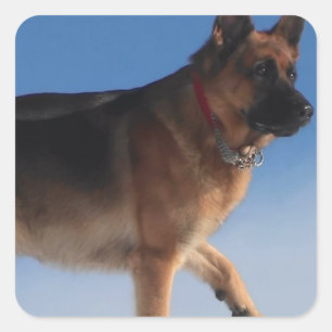 Sticker Carré Chien berger allemand sain et heureux