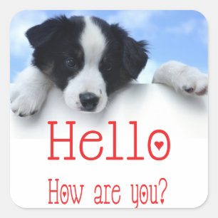 Sticker Carré Chien Border Collie noir et blanc Puppy Dog Rouge