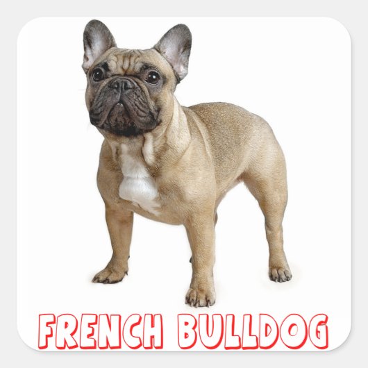Sticker Carré Chien Chien Chien Chien Chien Chien Chien Brown (Devant)