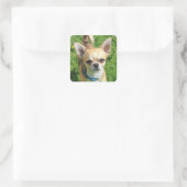Sticker Carré Chien chihuahua minuscule (Sac)