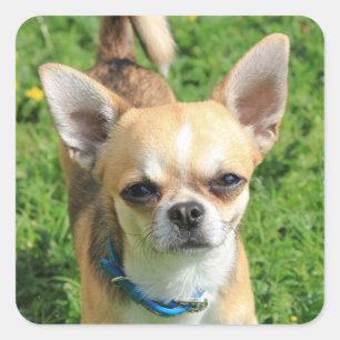 Sticker Carré Chien chihuahua minuscule