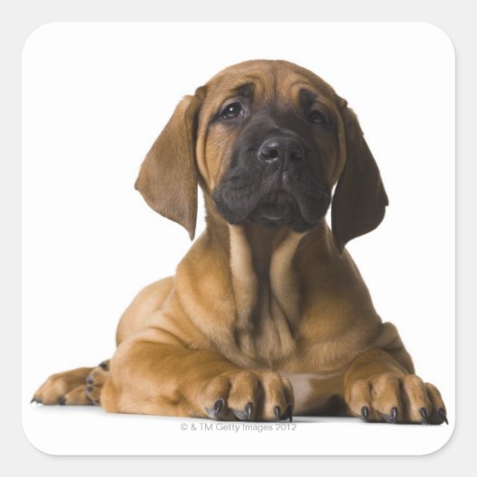 Sticker Carré Chien chiot (Devant)