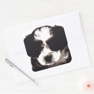 Sticker Carré Chien chiot maltais noir et blanc