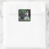 Sticker Carré Chien chiot sibérien Husky - Bonjour, Comment alle (Sac)