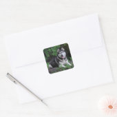 Sticker Carré Chien chiot sibérien Husky - Bonjour, Comment alle (Enveloppe)