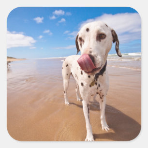 Sticker Carré Chien dalmatien sur la plage