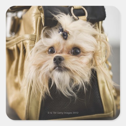 Sticker Carré Chien dans un sac (Devant)
