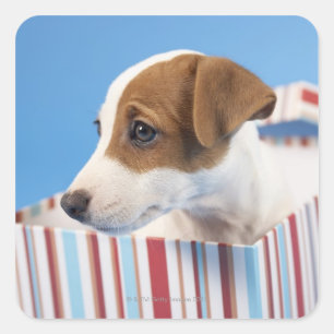 Sticker Carré Chien dans une boîte cadeau