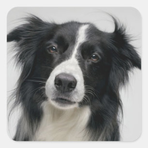 Sticker Carré Chien de berger border collie noir et blanc