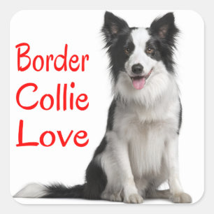 Sticker Carré Chien de berger border collie noir et blanc mignon