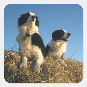 Sticker Carré Chien de berger border collie noir et blanc rustiq