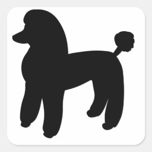 Sticker Carré Chien de caniche