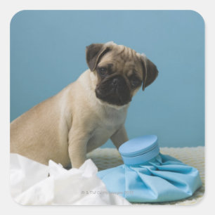 Sticker Carré chien de carlin assis sur le lit avec une bouteill