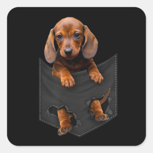 Sticker Carré Chien de chien Dans My Pocket Dachshund Weiner Dog
