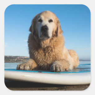 Sticker Carré Chien de golden retriever s'étendant sur un