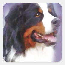 chien de montagne bernois