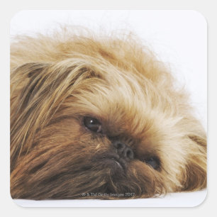 Sticker Carré Chien de Pekingese, fin