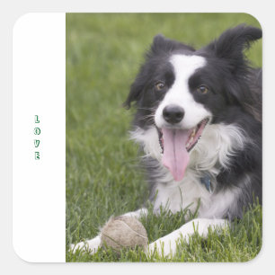 Sticker Carré Chien de race Border Collie noir et blanc adoré
