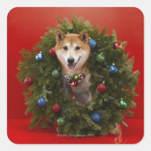 Sticker Carré Chien de Shiba Inu assis sur la couronne de Noël