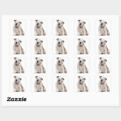 Sticker Carré Chien de taureau anglais (2 mois) (Feuille)