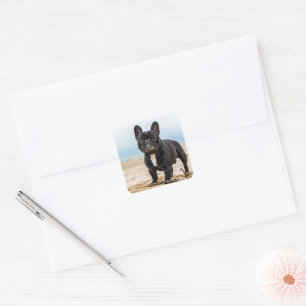 Sticker Carré Chien de taureau français jouant dans le sable
