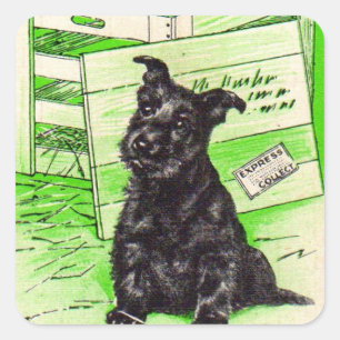 Sticker Carré Chien écossais par livraison spéciale