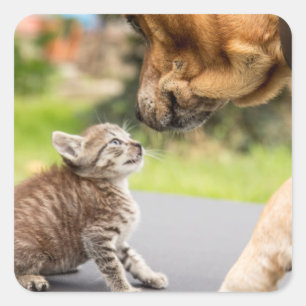 Sticker Carré Chien et chat des images de Getty dans l'amour