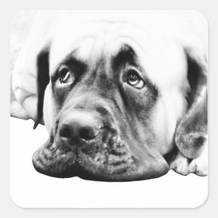 Sticker Carré Chien mignon Mastiff