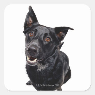 Sticker Carré Chien noir