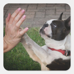 Sticker Carré Chien, Paw, Animal domestique