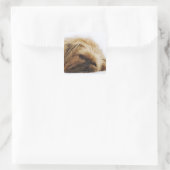 Sticker Carré Chien pekingese, gros plan (Sac)