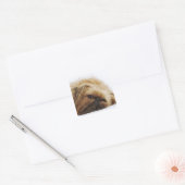 Sticker Carré Chien pekingese, gros plan (Enveloppe)