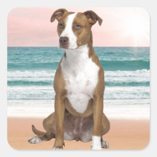 Sticker Carré Chien Pitbull mignon assis sur la plage avec couch