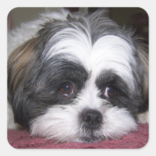 Sticker Carré Chien Shih Tzu
