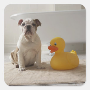 Sticker Carré Chien sur tapis avec canard en plastique