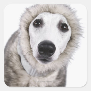 Sticker Carré Chien Whippet portant un manteau de fourrure, stud