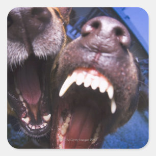 Sticker Carré Chiens aboyant
