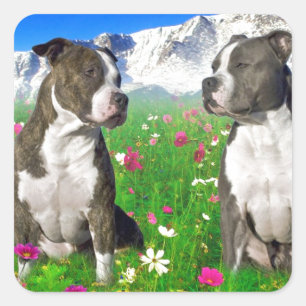 Sticker Carré Chiens Brindle et bleus du Staffordshire et de