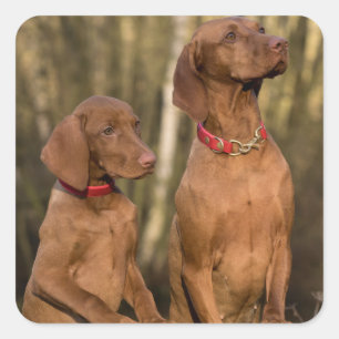 Sticker Carré Chiens de chasse - Chasse - Vizsla Hound 